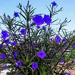 Ancient Meropia - Apollon 360 אפולוניה