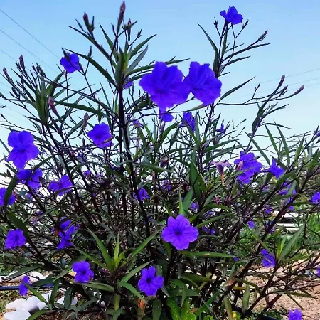 Ancient Meropia - Apollon 360 Apollonia (Sifnos)
