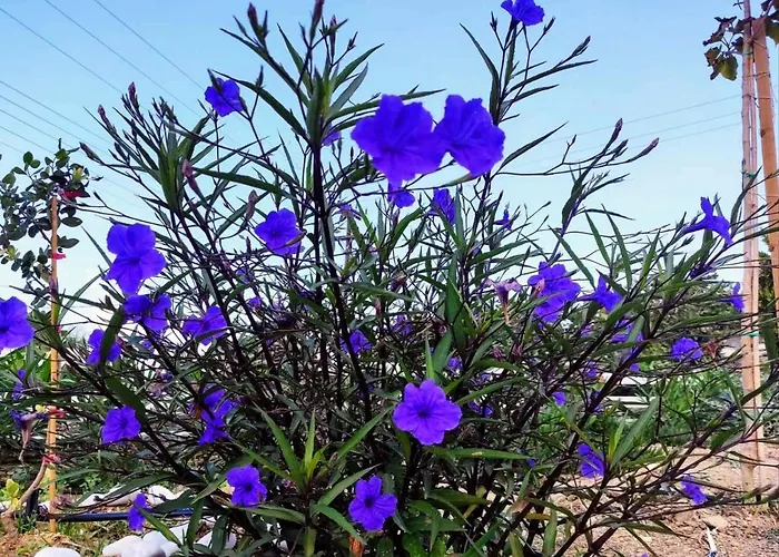 Ancient Meropia - Apollon 360 Apollonia